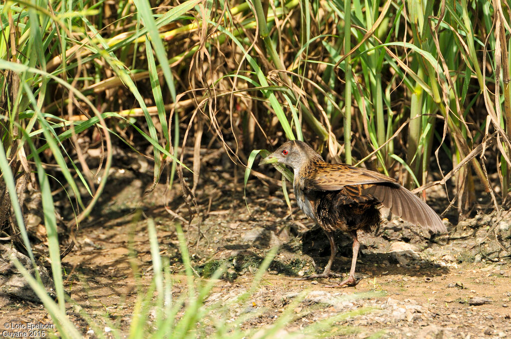 Ash-throated Crake