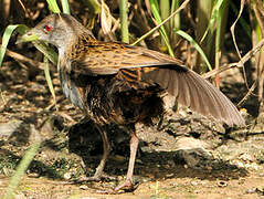 Ash-throated Crake