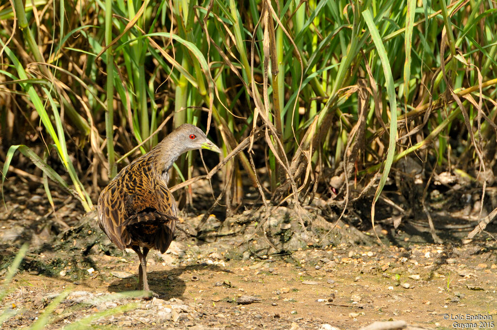 Ash-throated Crake