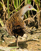 Ash-throated Crake