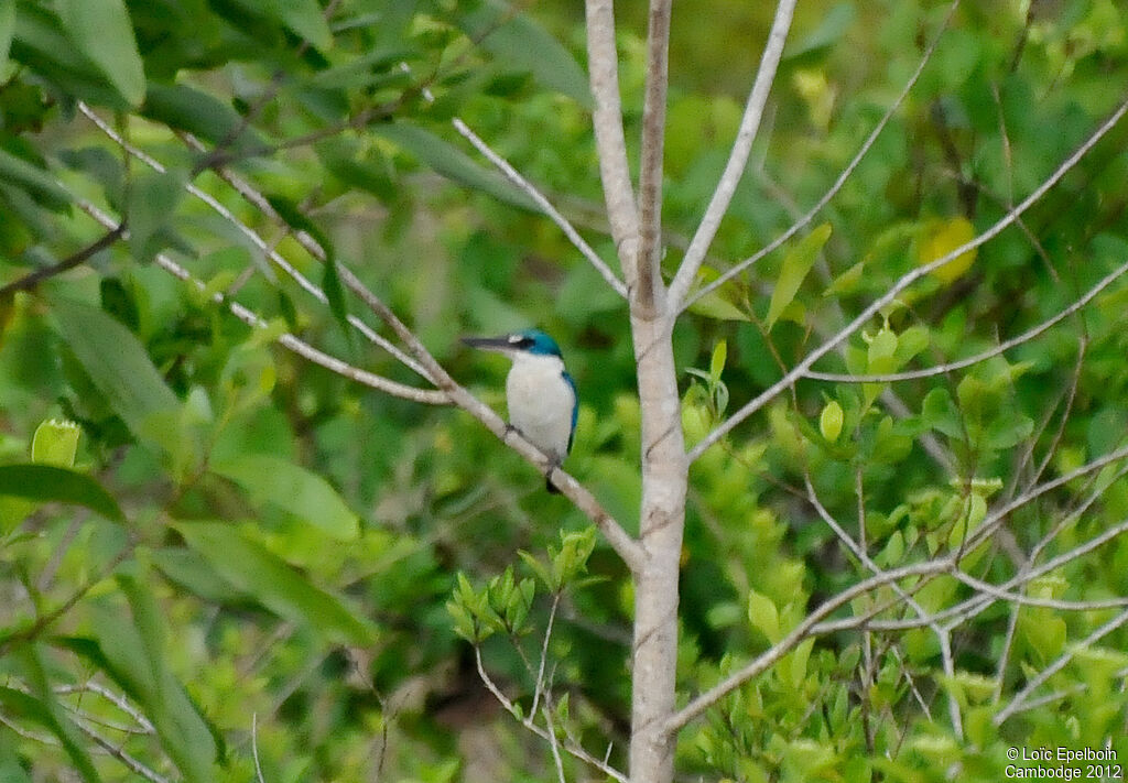 Collared Kingfisher