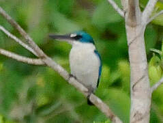 Collared Kingfisher