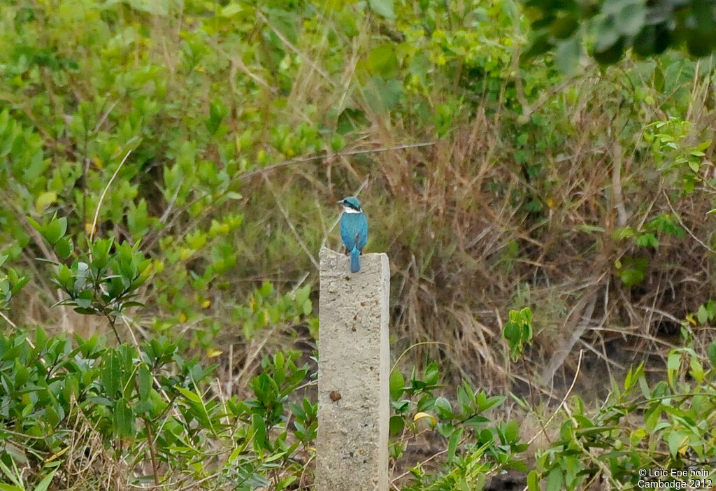 Martin-chasseur à collier blanc