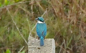 Collared Kingfisher