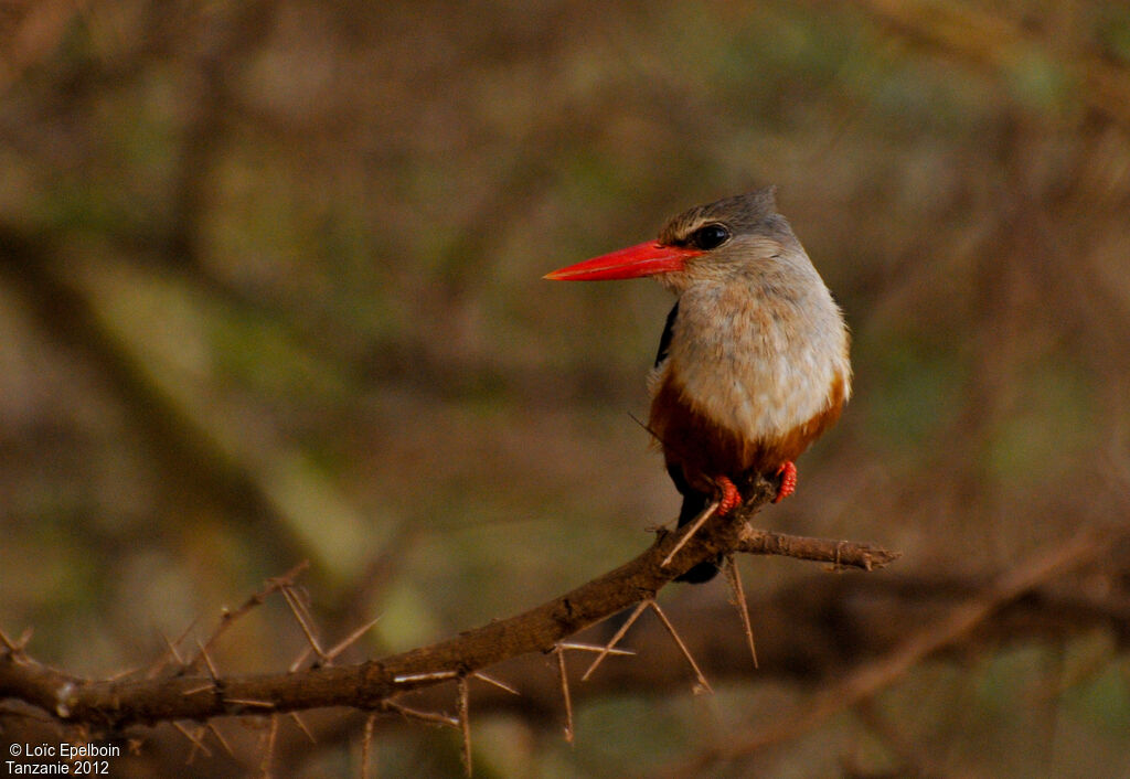 Grey-headed Kingfisher