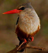 Grey-headed Kingfisher