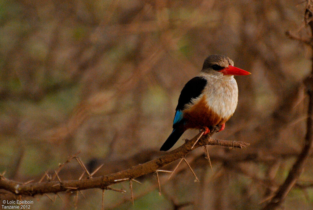 Grey-headed Kingfisher