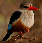 Grey-headed Kingfisher