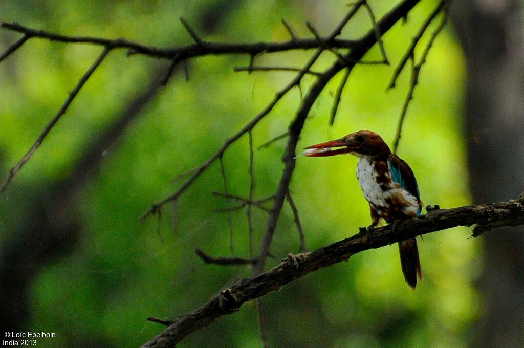 White-throated Kingfisher