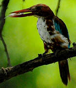 White-throated Kingfisher