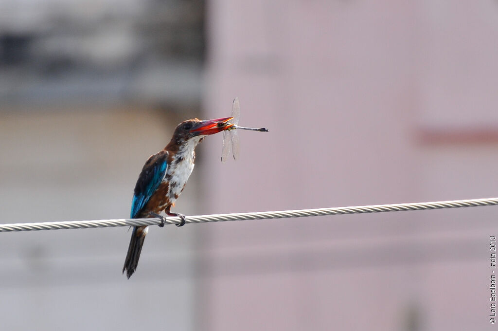 White-throated Kingfisher