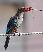 White-throated Kingfisher