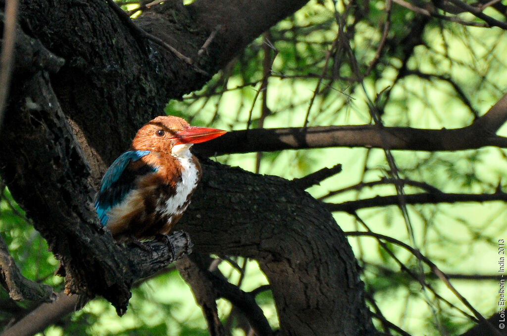 White-throated Kingfisher