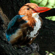 White-throated Kingfisher