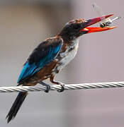 White-throated Kingfisher