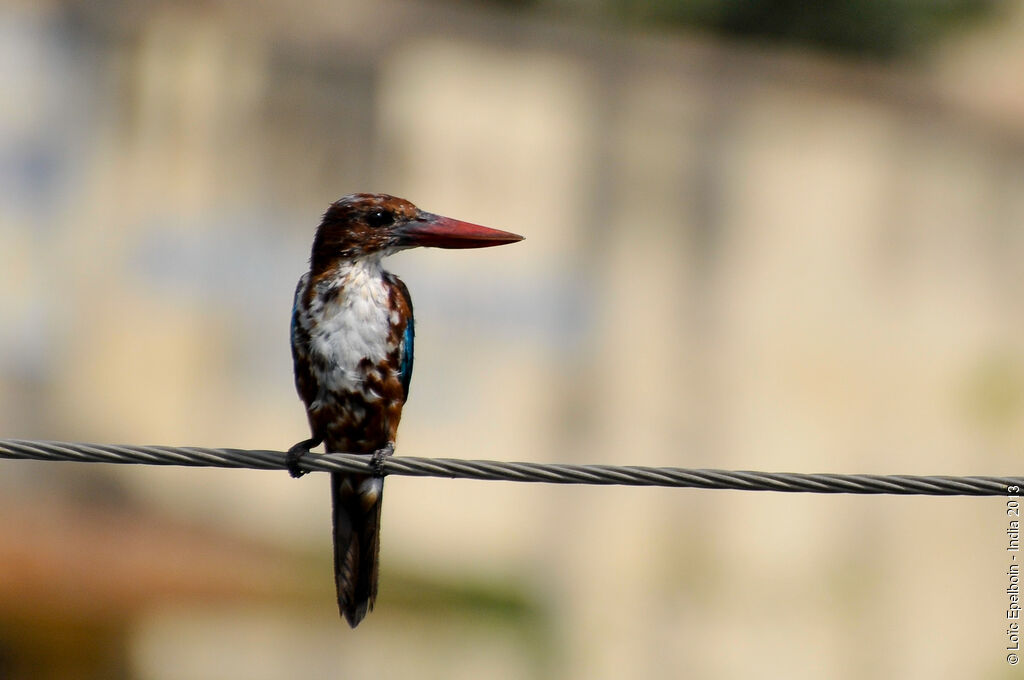 White-throated Kingfisher