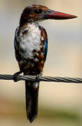 White-throated Kingfisher