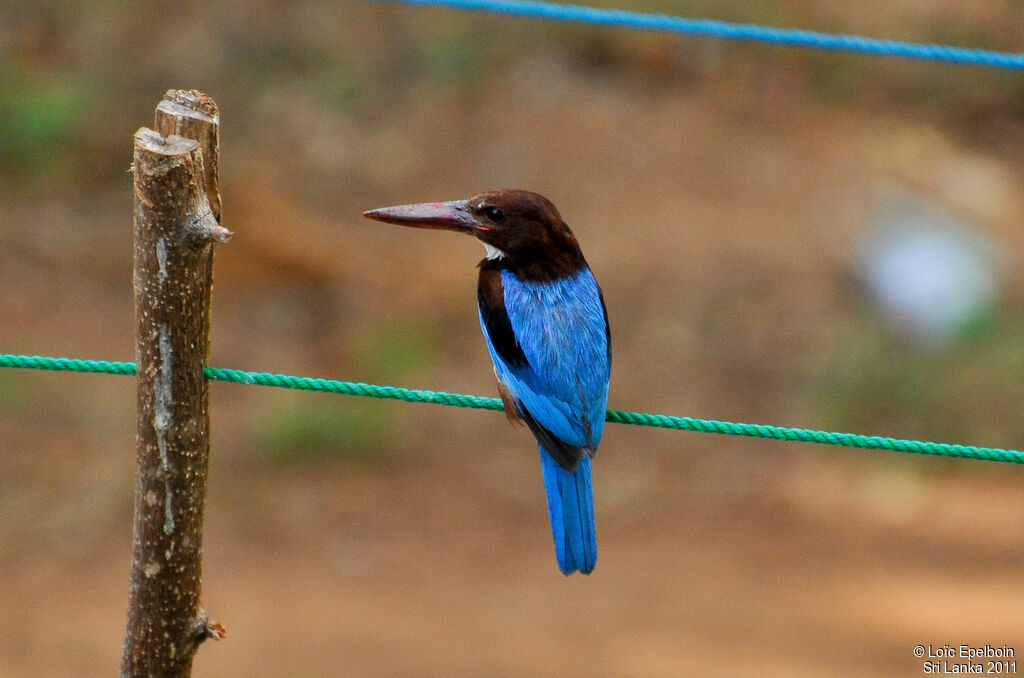 White-throated Kingfisher