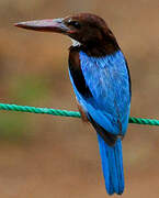 White-throated Kingfisher