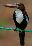 White-throated Kingfisher