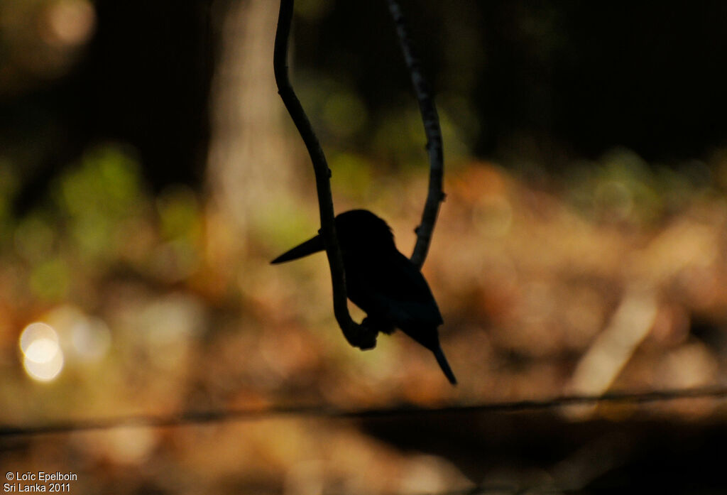 White-throated Kingfisher