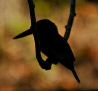 White-throated Kingfisher