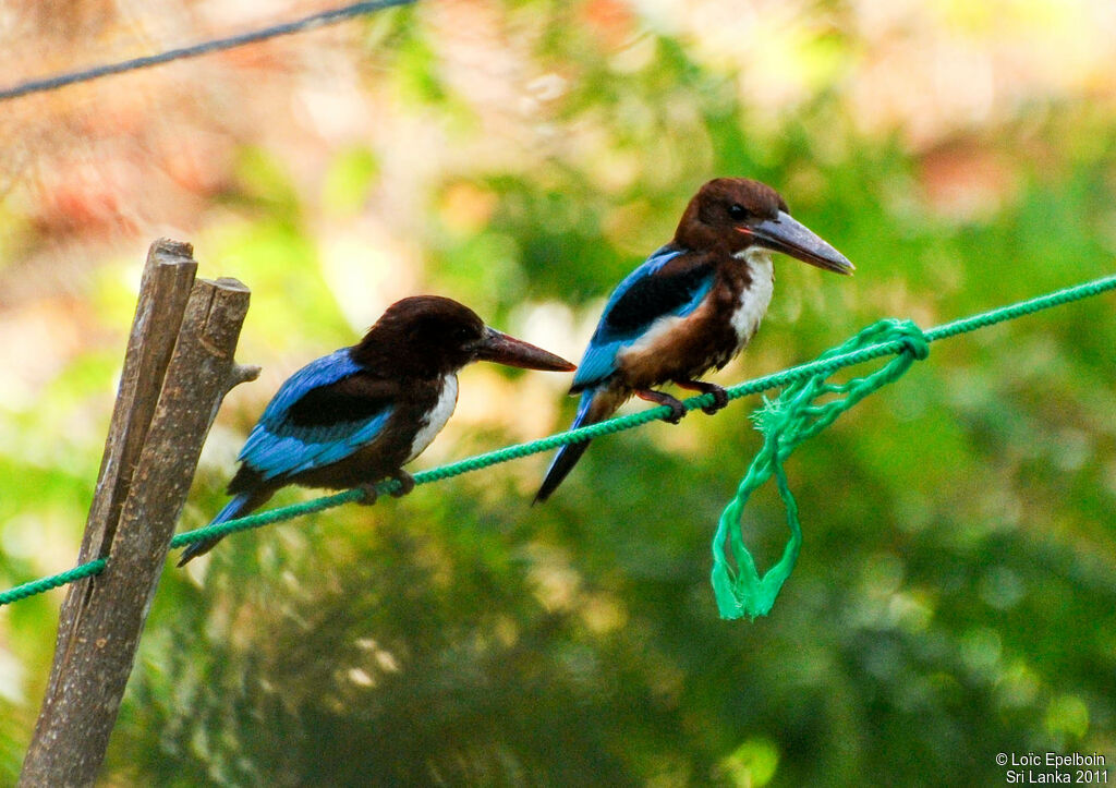 White-throated Kingfisher