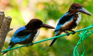 White-throated Kingfisher