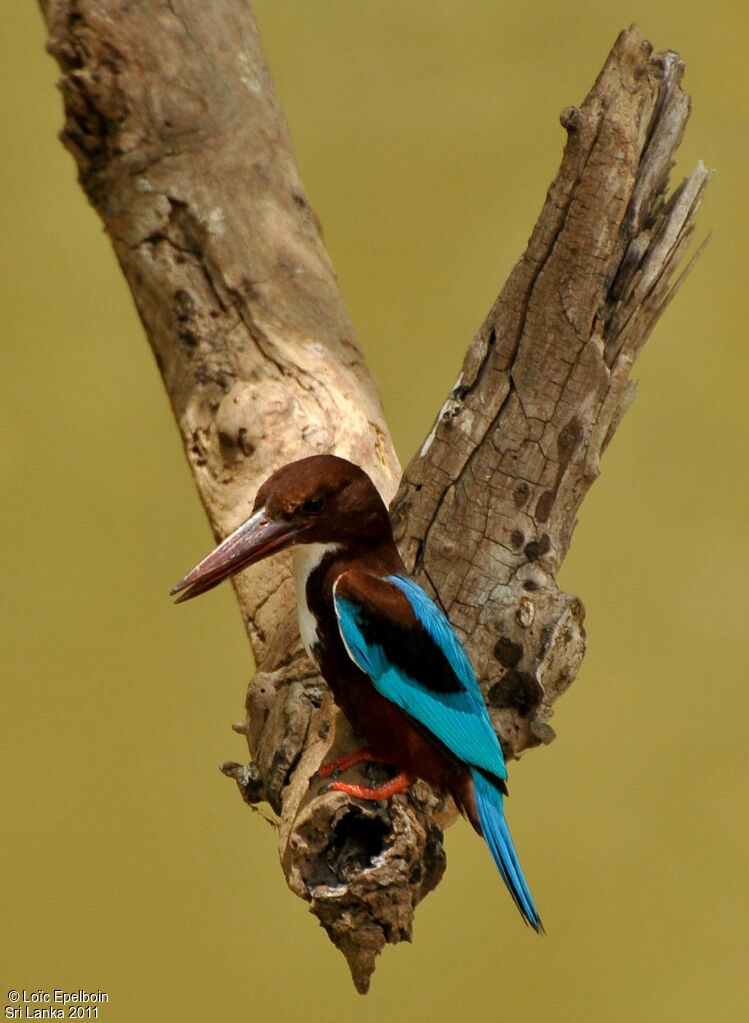 White-throated Kingfisher