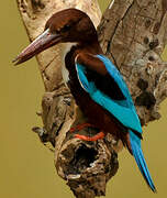 White-throated Kingfisher