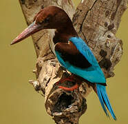 White-throated Kingfisher