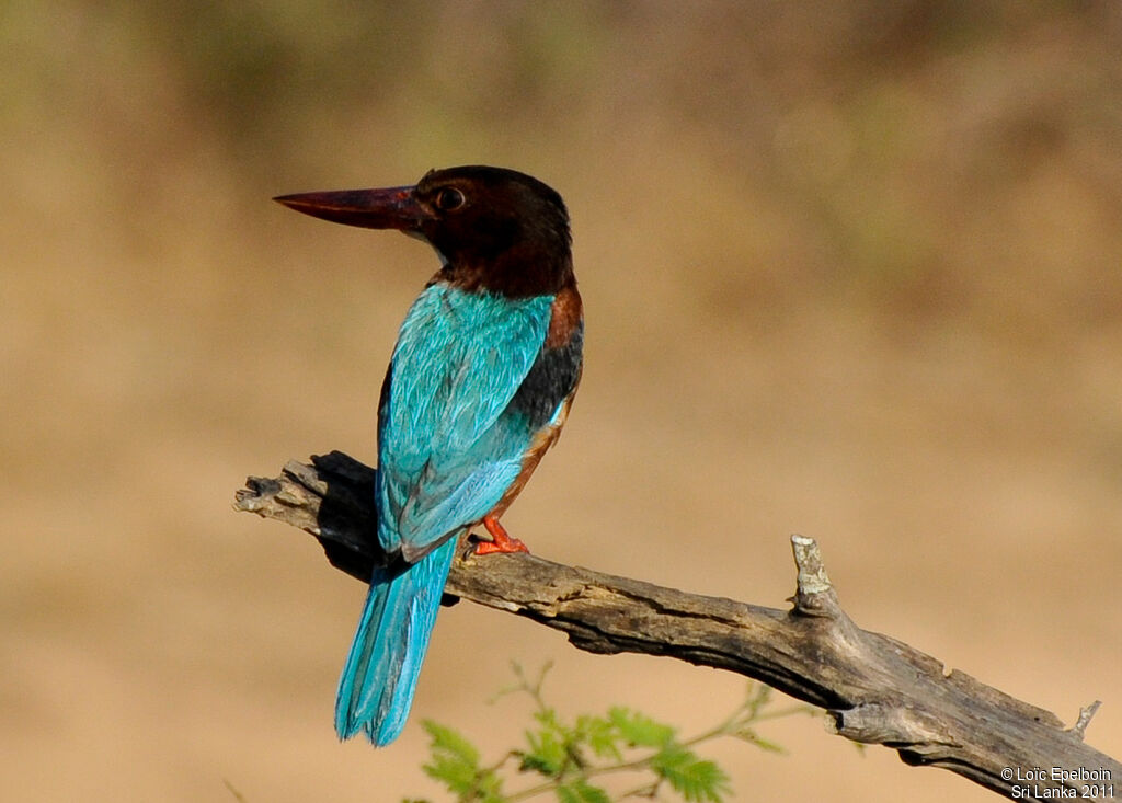 White-throated Kingfisher