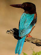 White-throated Kingfisher