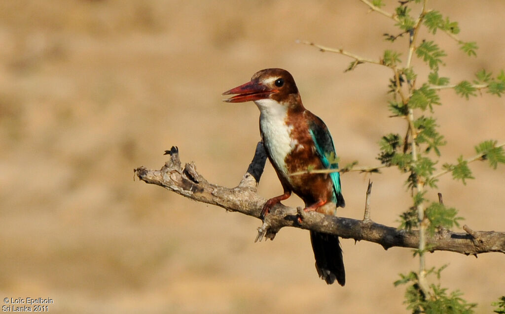 White-throated Kingfisher