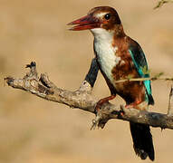 White-throated Kingfisher