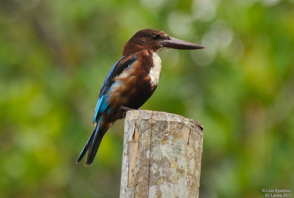 White-throated Kingfisher