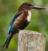 White-throated Kingfisher