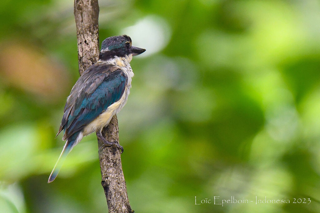 Sacred Kingfisher