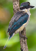 Sacred Kingfisher