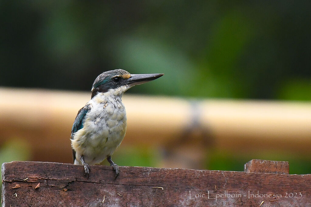 Sacred Kingfisher