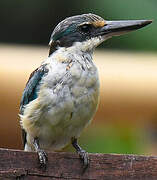 Sacred Kingfisher