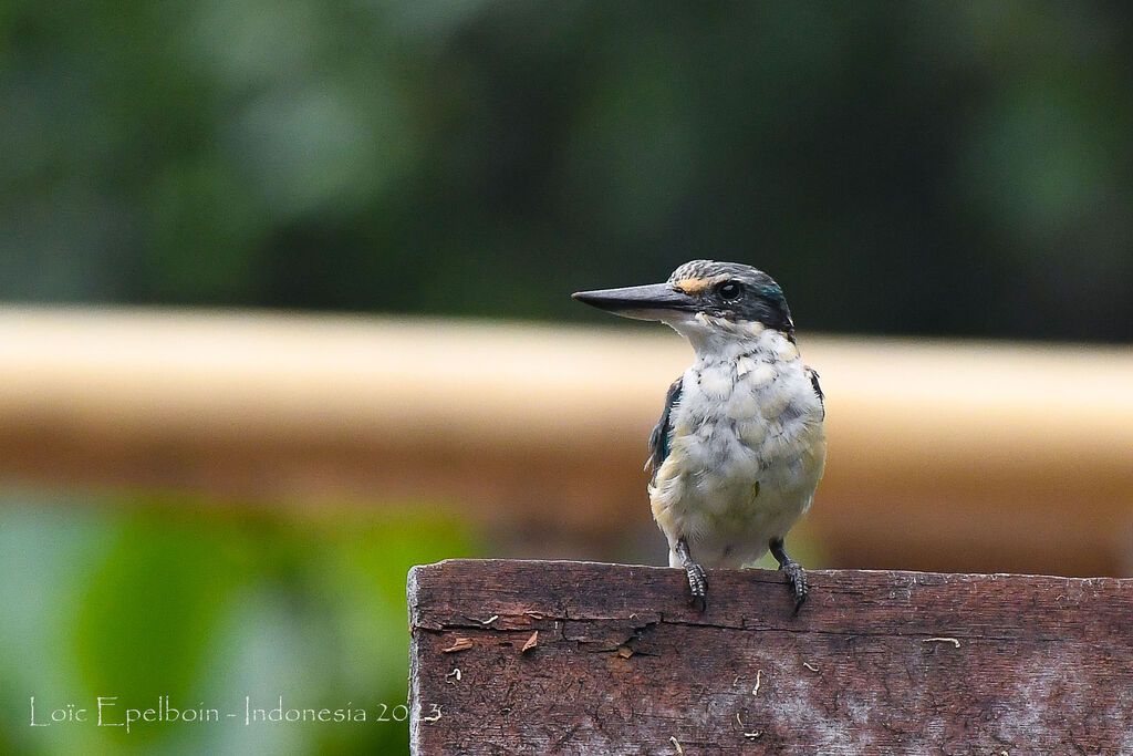 Sacred Kingfisher