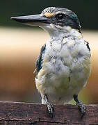 Sacred Kingfisher