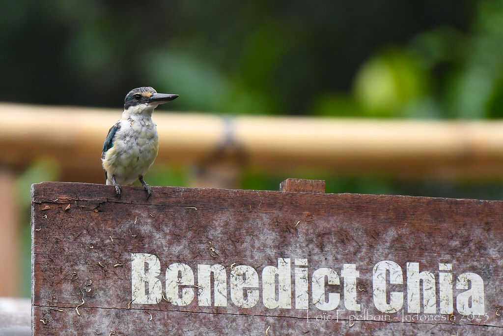 Sacred Kingfisher