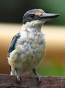 Sacred Kingfisher