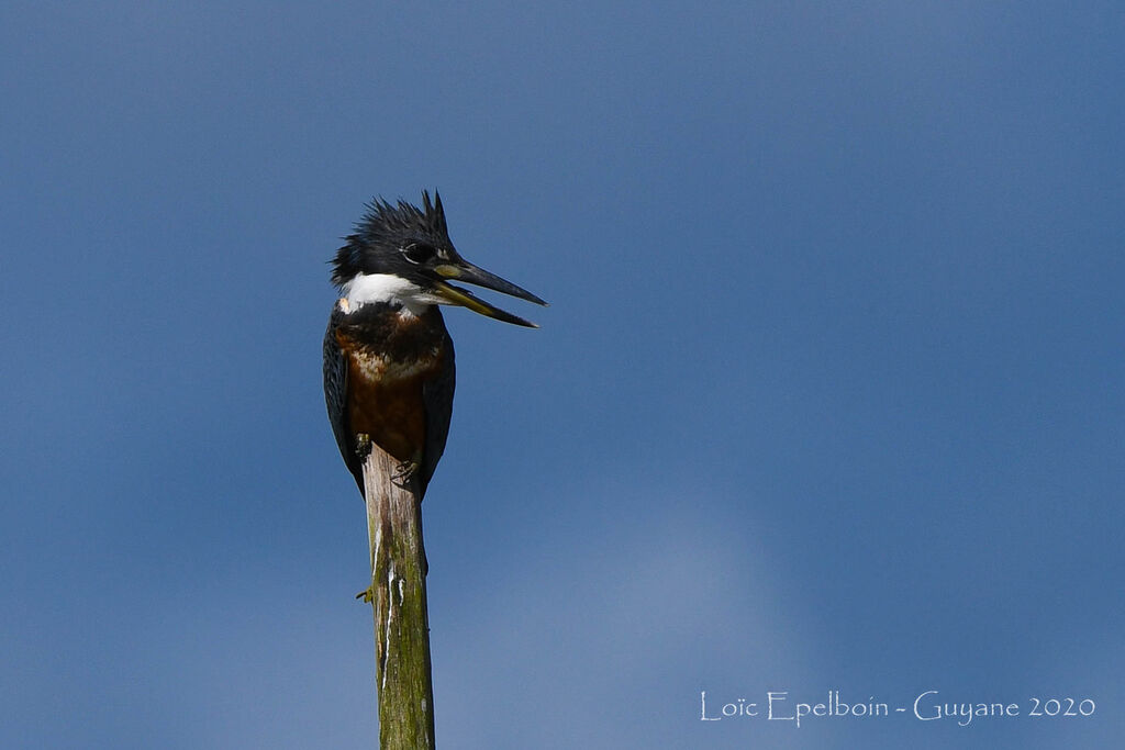 Ringed Kingfisher