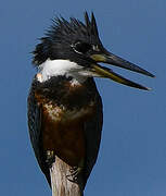 Ringed Kingfisher