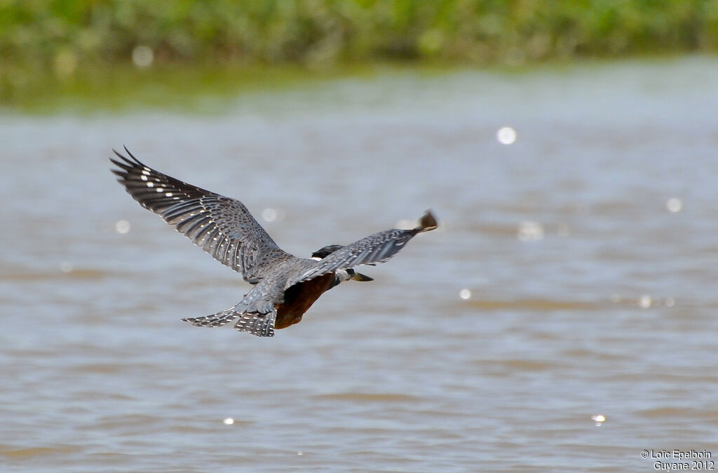 Ringed Kingfisher