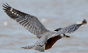 Ringed Kingfisher