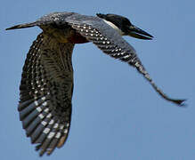 Ringed Kingfisher